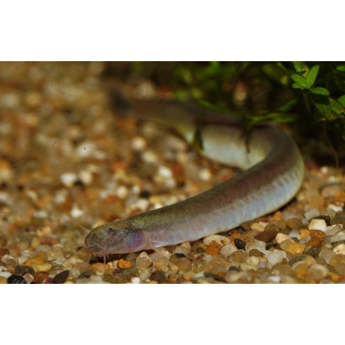 Pangio Doriae / Blank Slangenvisje