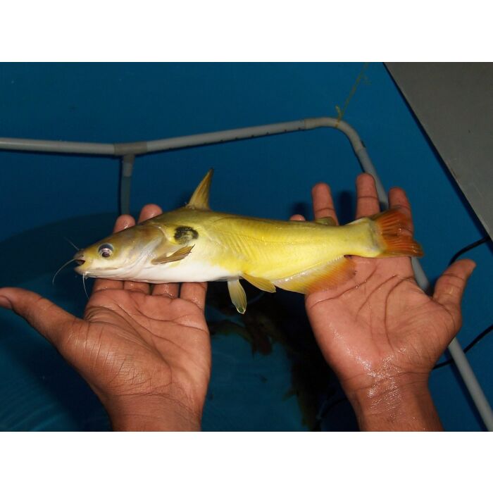 Horabagrus Brachysoma M