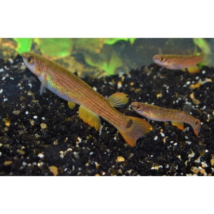 Anablepsoides Rectocaudatus / Killivis Rectocaudatus