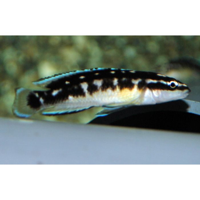 Julidochromis Transcriptus Keleme / Tanganyika Cichlide Keleme