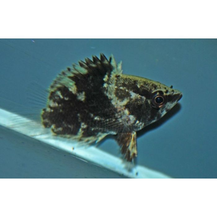 Polycentropsis Abbreviata / Afrikanischer Blattfisch