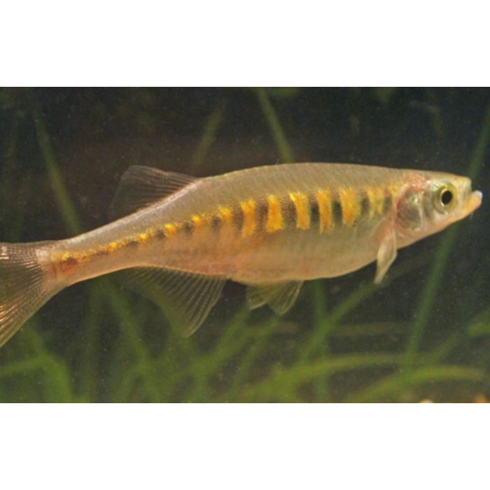 Devario Auropurpureus / Tijger Danio