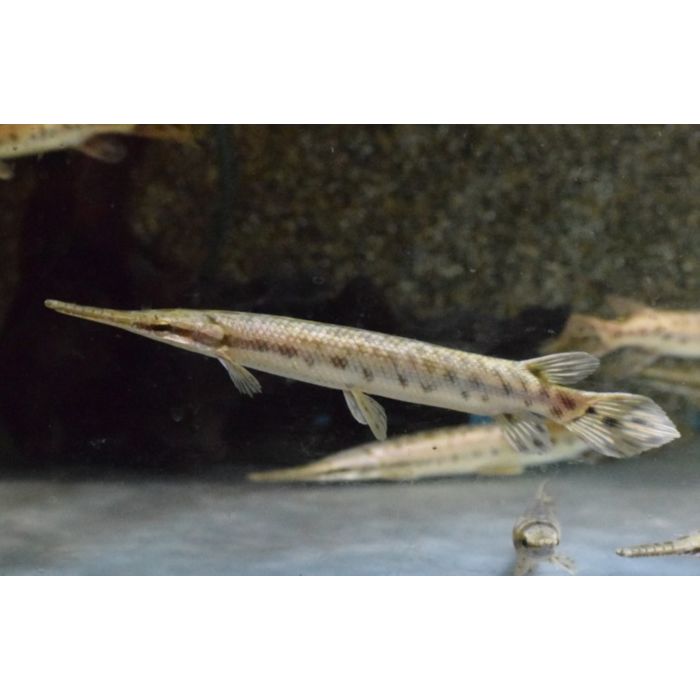 Lepisosteus Oculatus / Gevlekte Kaaimansnoek