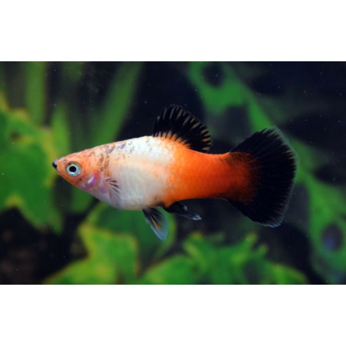 Xiphophorus Maculatus Platy Tricolor Wagtail