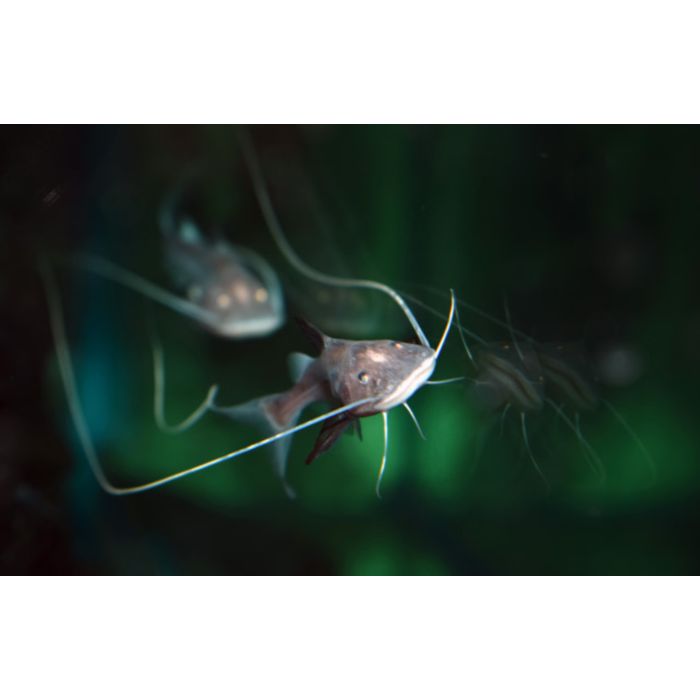 Brachyplatystoma Capapretum / Piraiba-Wels