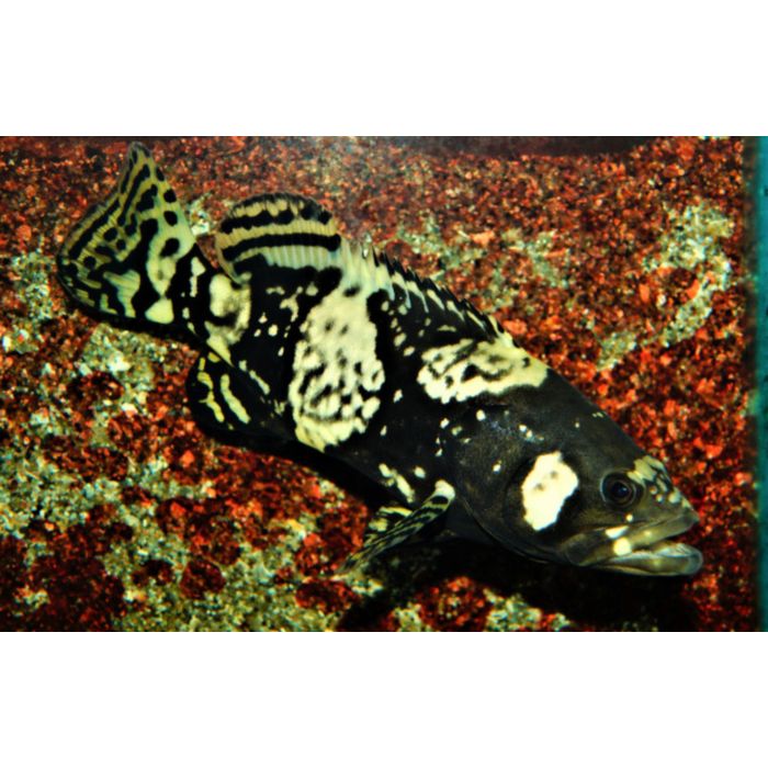 Epinephelus Lanceolatus / Riesenzackenbarsch