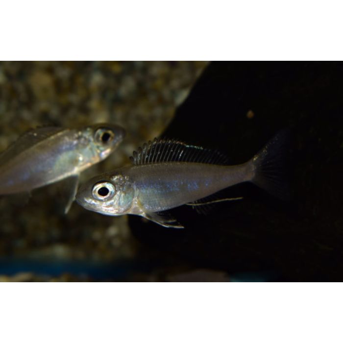Cyathopharynx furcifer / Tanganyika Cichlide Furcifer