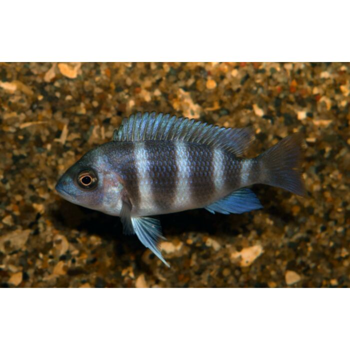 Cyphotilapia Frontosa Moba Tanganyika Bultkop Moba