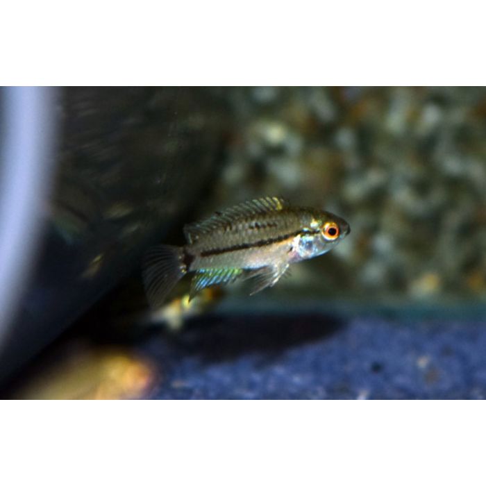 Apistogrammoides Pucallpaensis / Dwergcichlide Pucallpa