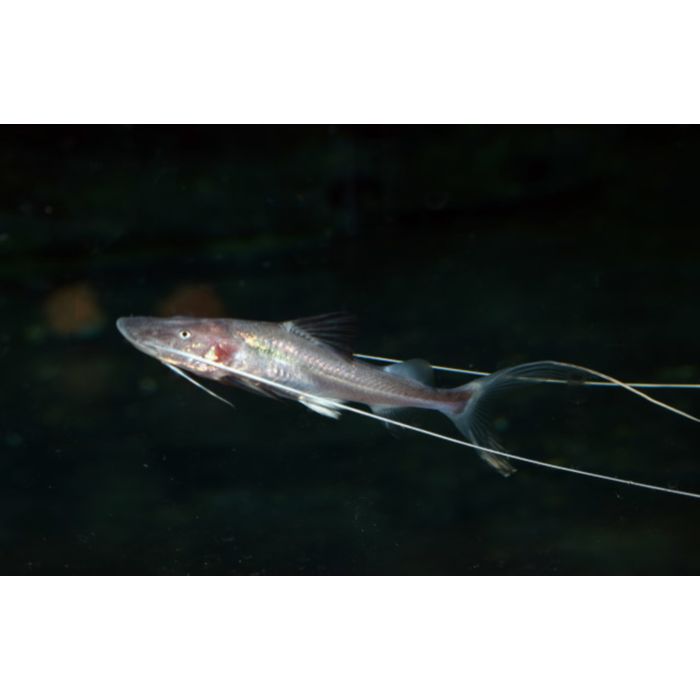 Brachyplatystoma Capapretum / Piraiba Meerval