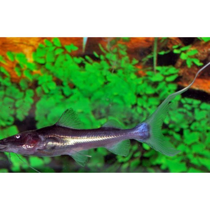 Brachyplatystoma Rousseauxii / Dourada Meerval