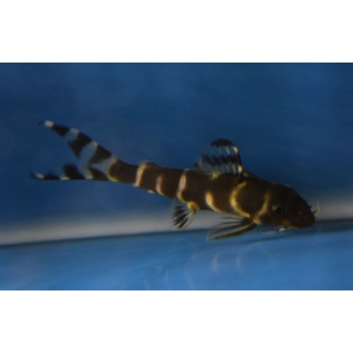 Synodontis Brichardi / Baardmeerval Brichardi