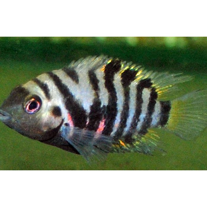 Amatitlania Nigrofasciata / Zebra Cichlide