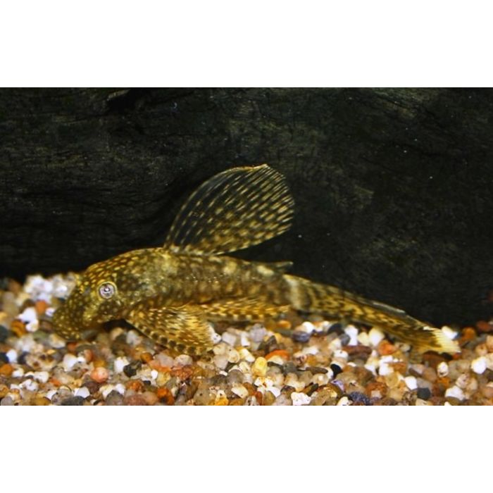 Ancistrus Cf. Cirrhosus Long Fin / Ancistrus Sluier