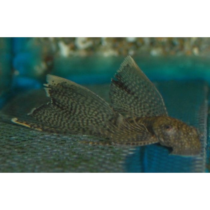 Ancistrus Cf. Cirrhosus Long Fin / Ancistrus Sluier