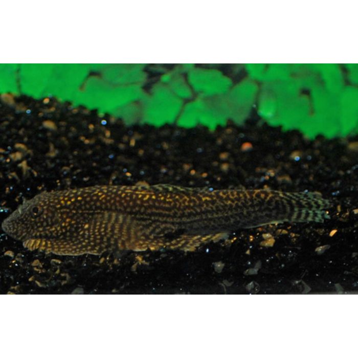 Sewellia Sp. Spotted / Sewellia Spotted