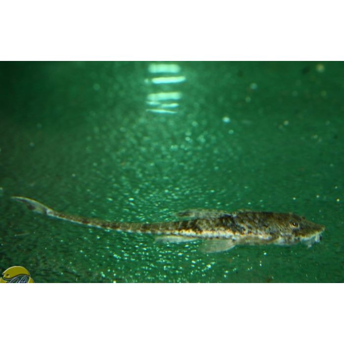 Rineloricaria Parva / Zweepstaart Parva