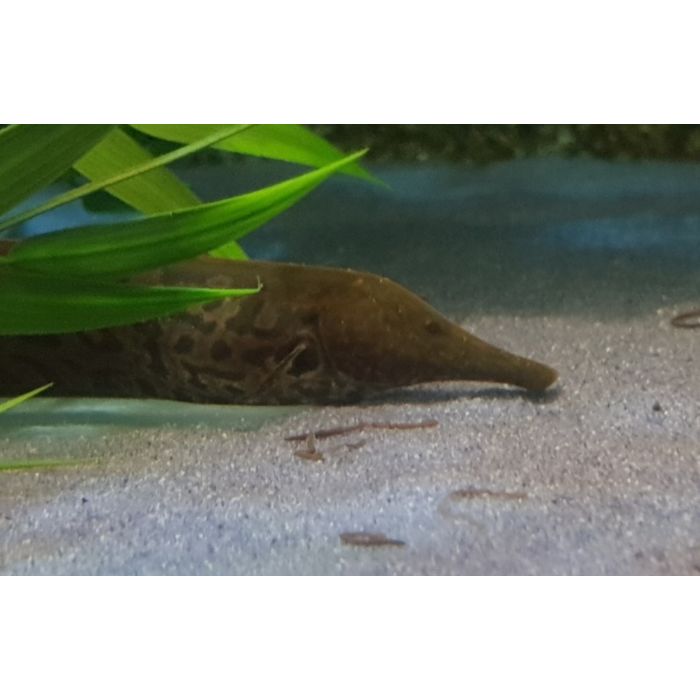 Rhamphichthys Rostratus