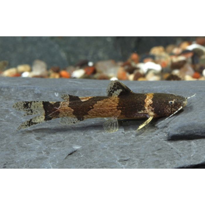 Microglanis Iheringi / Amerikaanse Hommelmeerval