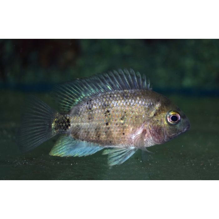 Oscura Heterospila Montecristo