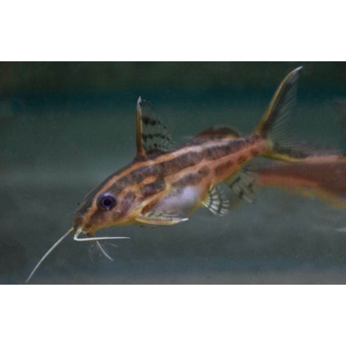 Synodontis Flavitaeniatus / Gestreepte Baardmeerval