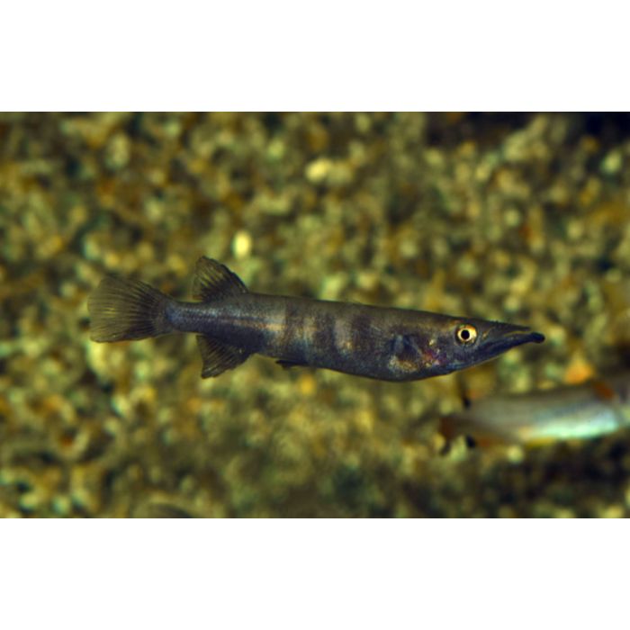 Nomorhamphus Celebensis / Halfsnavelbekje Celebensis