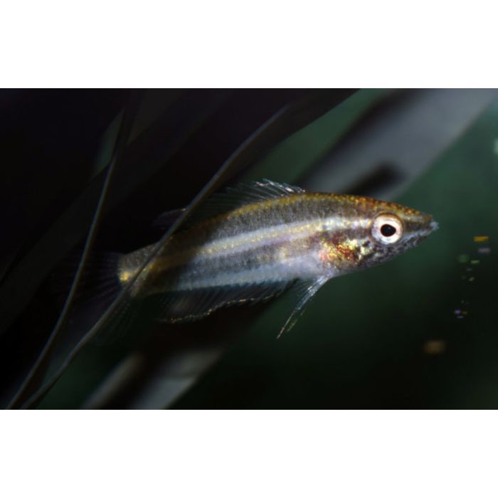 Parosphromenus Anjunganensis / Prachtgoerami Anjunganensis