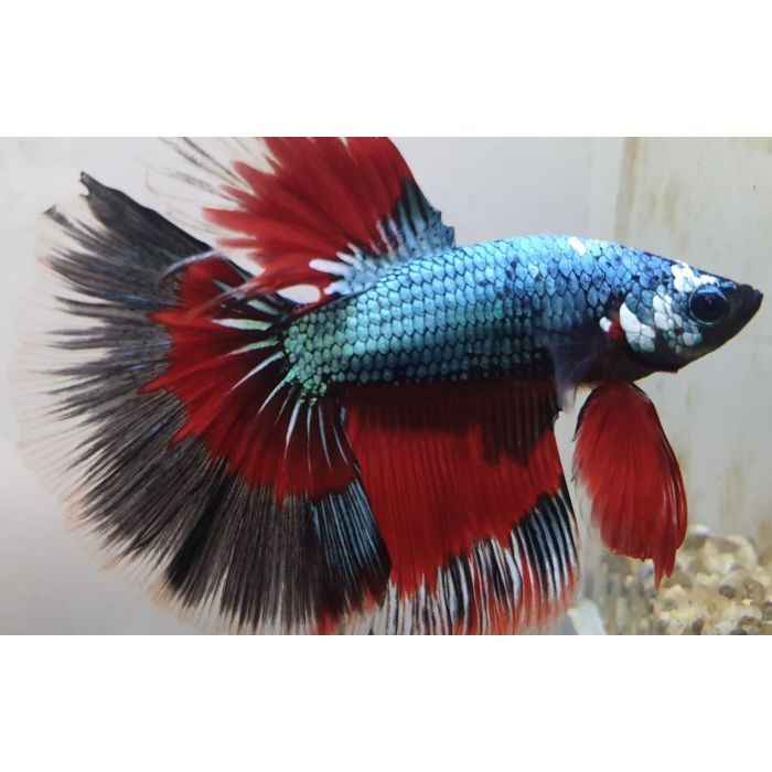 Betta Splendens Halfmoon Dragon / Kempvis