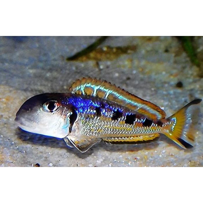 Xenotilapia Ochrogenys Singularis F1 Tanganyika Cichlide Ochrogenys