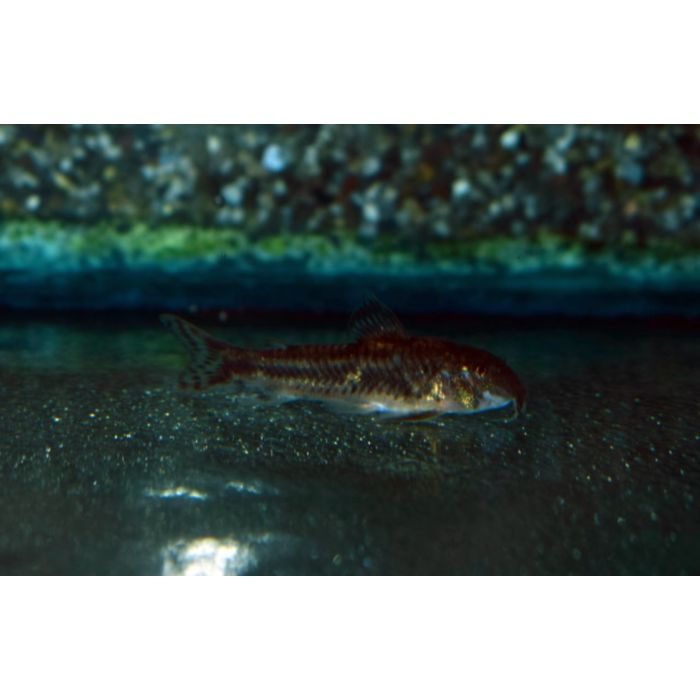 Aspidoras Raimundi / Pantsermeerval Raimundi