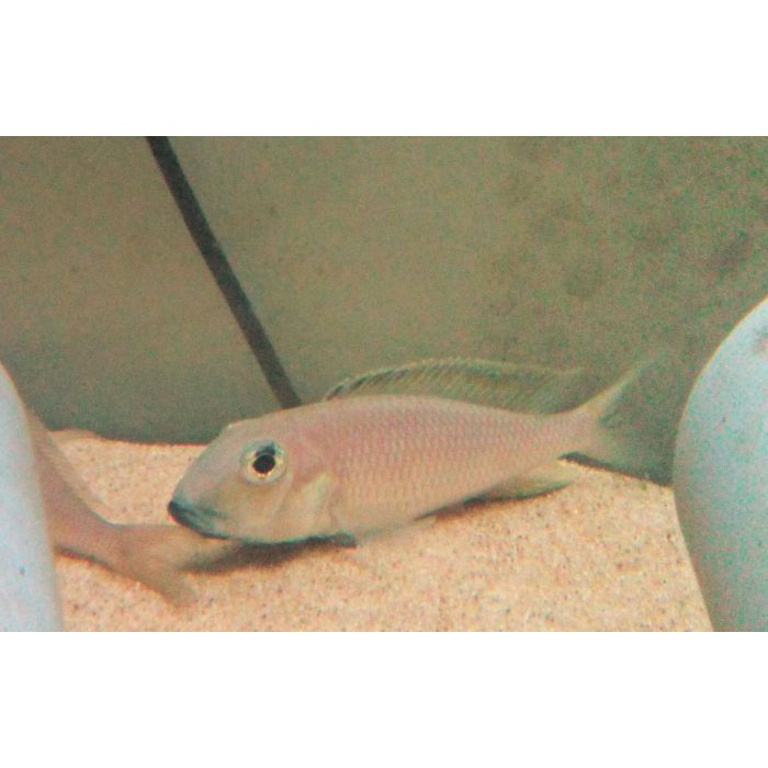 Xenotilapia Sima Isanga / Tanganyika Cichlide Sima