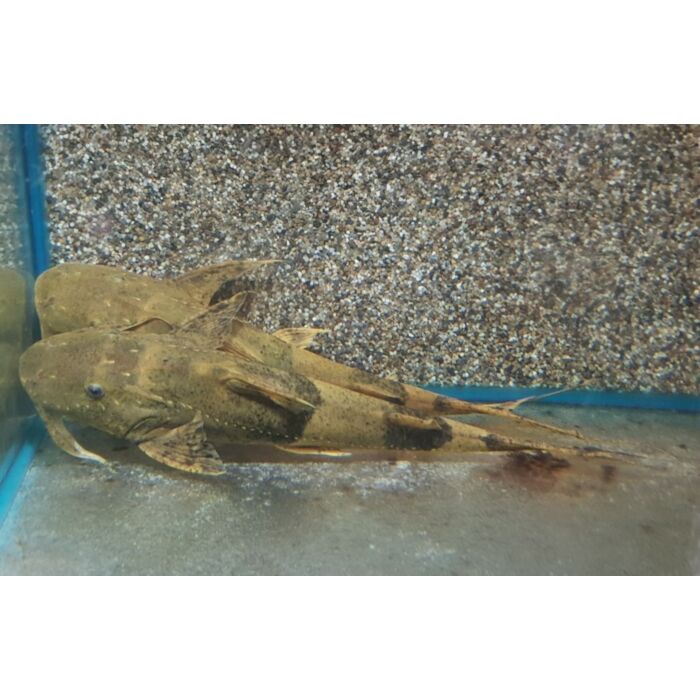 Bagarius Yarrelli / Giant Devil Catfish