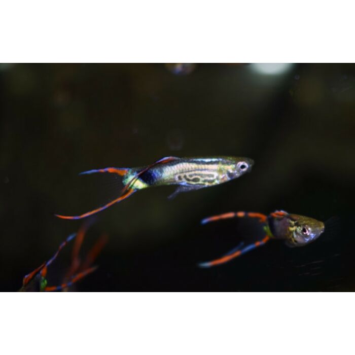 Poecilia Wingei Snakeskin Green Male / Endler Gup Snakeskin Green Man