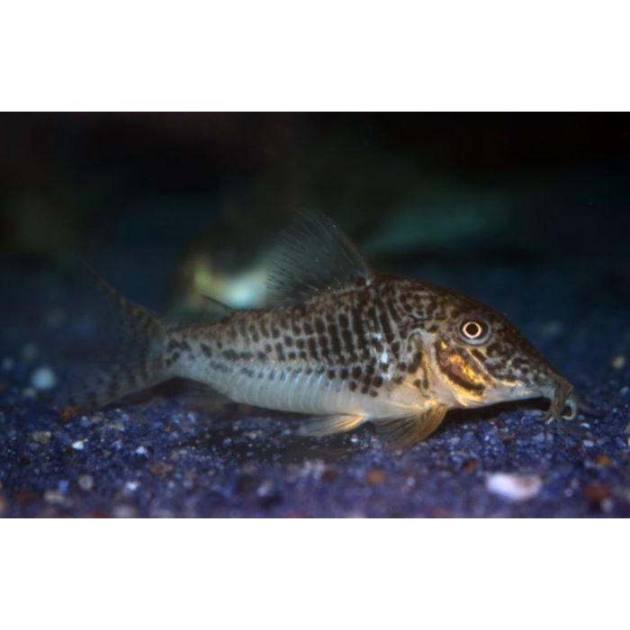 Corydoras Sarareensis / Panzerwels Sarareensis