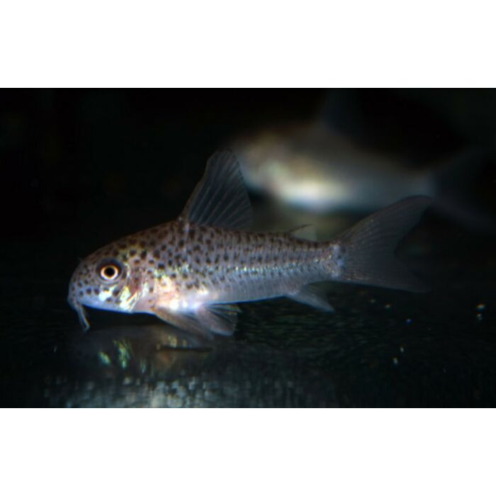 Corydoras Xinguensis / Pantsermeerval Xinguensis