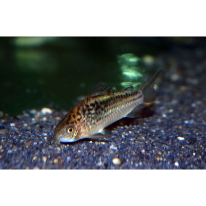 Corydoras Sp. Cw095 / Panzerwels Cw095