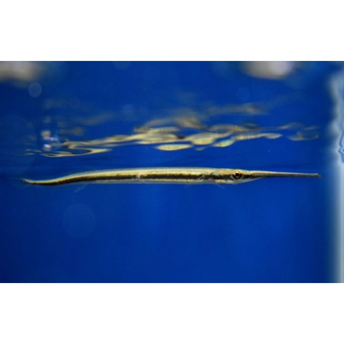 Potamorrhaphis Guianensis / Hoornsnoek Guianensis