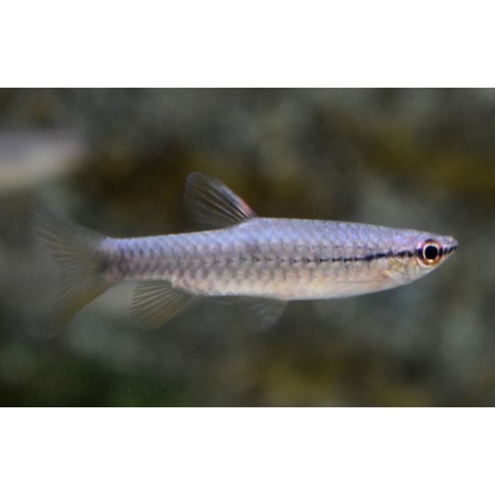 Pyrrhulina Laeta / Halfstreep Spatzalm