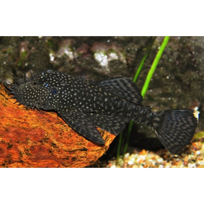 Ancistrus Leucostictus