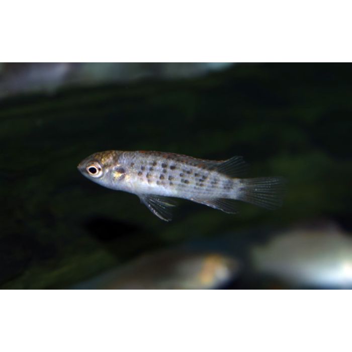 Badis Ruber / Burmesischer Zwergbarsch