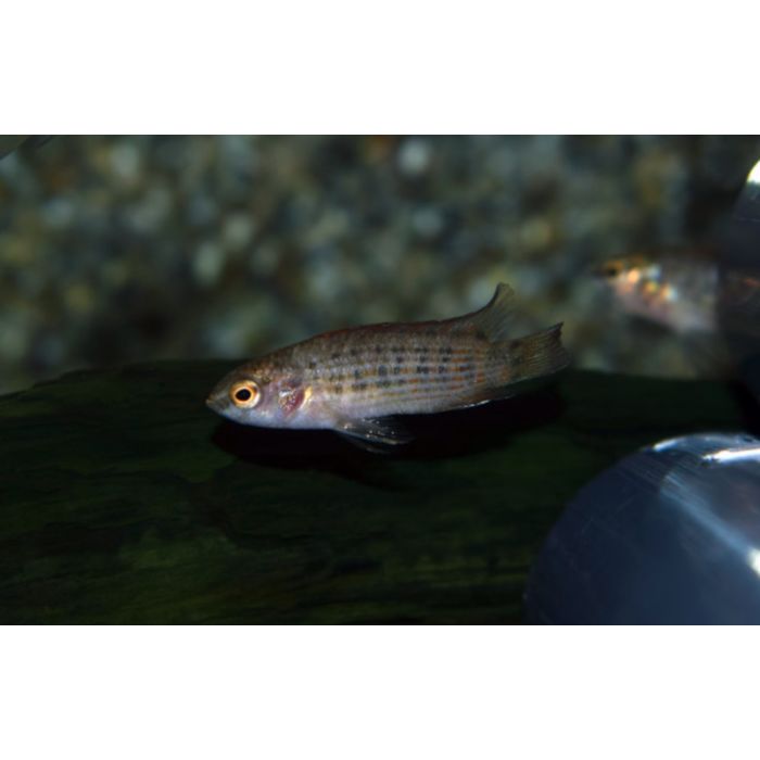 Badis Ruber / Burmese Dwergbaars