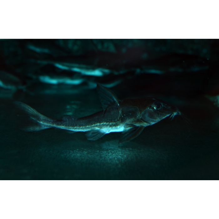 Hemidoras Stuebelii / Dwergmeerval Stuebelii