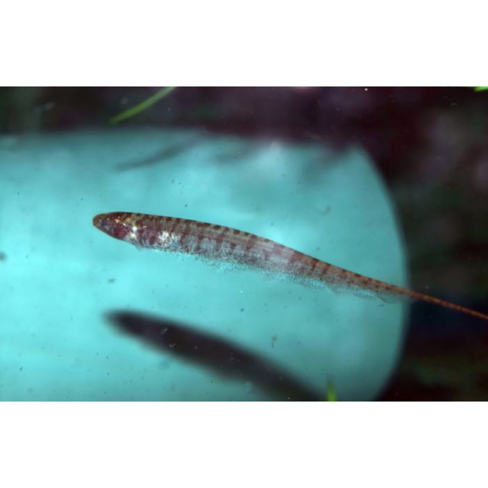 Brachyhypopomus Brevirostris / Stompe Neus Mesvis