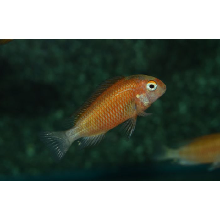 Tropheus Sp. Phoenix / Tanganyika Cichlide Phoenix