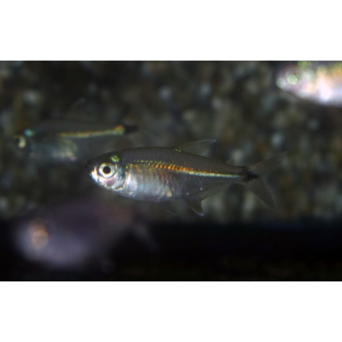 Moenkhausia Bonita / Zalm Bonita