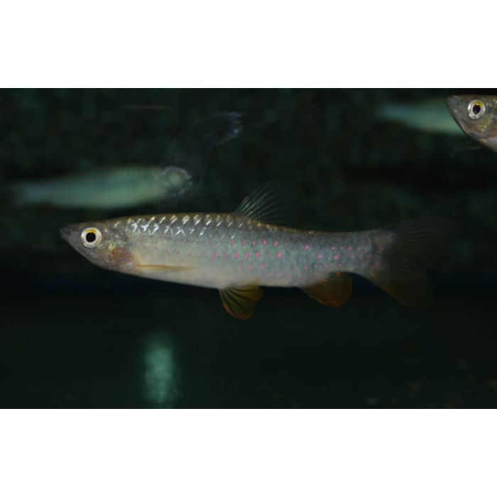 Copeina Guttata / Forelspatzalm