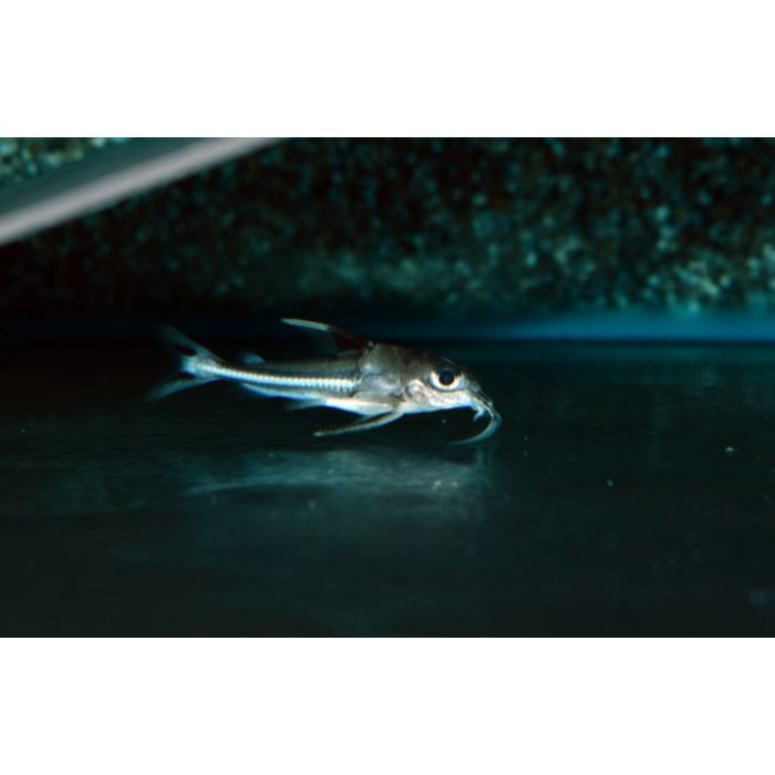 Tenellus Trimaculatus / Meerval Trimaculatus