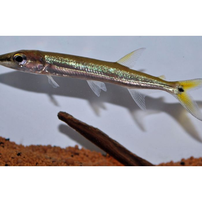 Acestrorhynchus Isalineae / Barracudazalm Isalineae