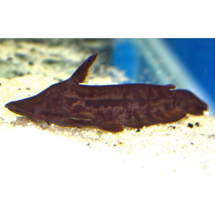Tetranematichthys Wallacei / Meerval Wallacei