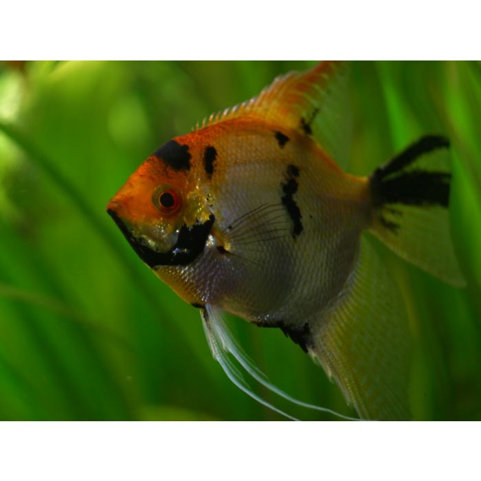 Pterophyllum scalare Maanvis Koi